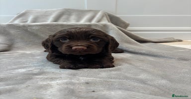 Cocker Spaniel dogs 4 stunning brown cocker spaniels 3 boys one girl  - Advert 2