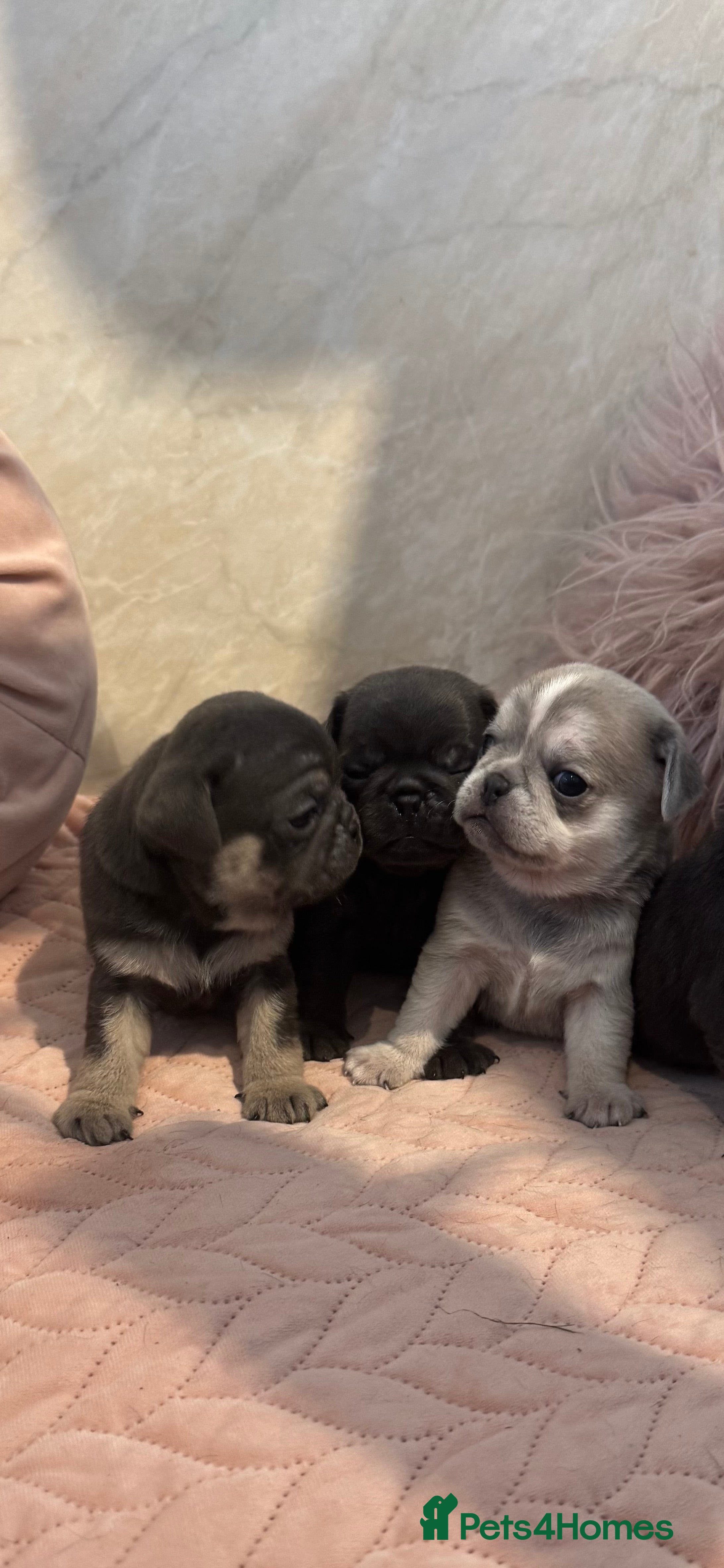 Pug dogs Rare coloured pug puppies available  - Advert 1