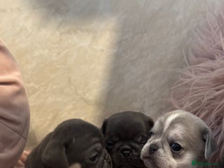 Pug dogs Rare coloured pug puppies available - Advert 1