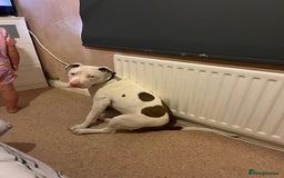 Staffordshire Bull Terrier dogs for sale: 9 month old puppy  - Image 2