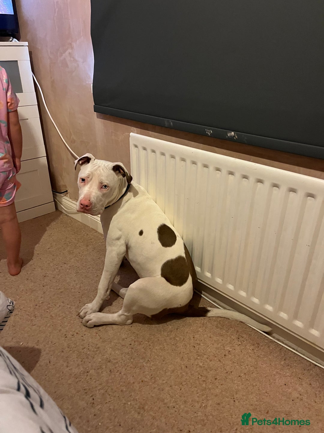 Staffordshire Bull Terrier dogs for sale: 9 month old puppy  - Image 2