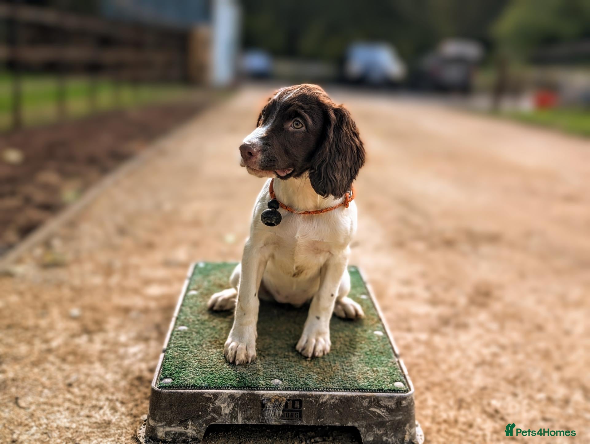 English Springer Spaniel dogs KC Registered Springer Spaniel Puppy - Advert 1