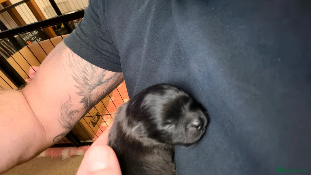 Pomeranian dogs for sale: Black Pomeranian Puppy - Advert 2