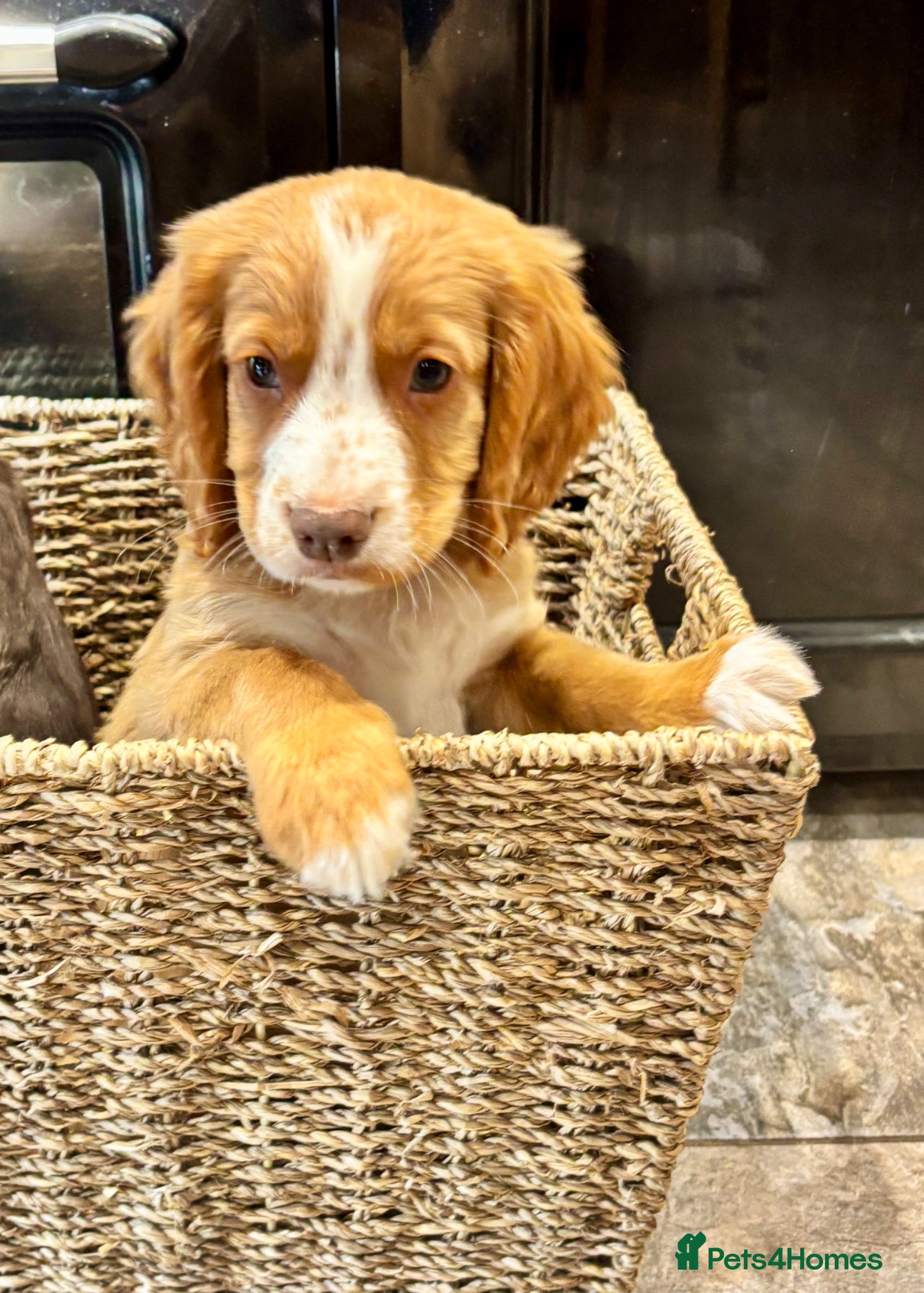 Cocker Spaniel dogs 🐾** Ready Now**  RKC Cockers Puppies🐾 - Advert 2