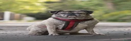 Pug dogs for adoption: Miss Lola needs a loving home in Waltham Abbey - Advert 4