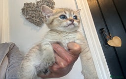 British Shorthair cats for sale: 1 BSH colour point & 4 rainbow BSH Chinchillas - Image 24