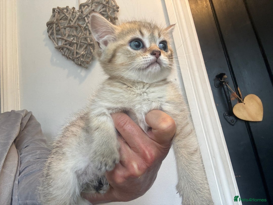 British Shorthair cats for sale: 1 BSH colour point & 4 rainbow BSH Chinchillas - Image 24