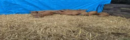 Pig livestock for sale: Juilana mini piglets  - Advert 2