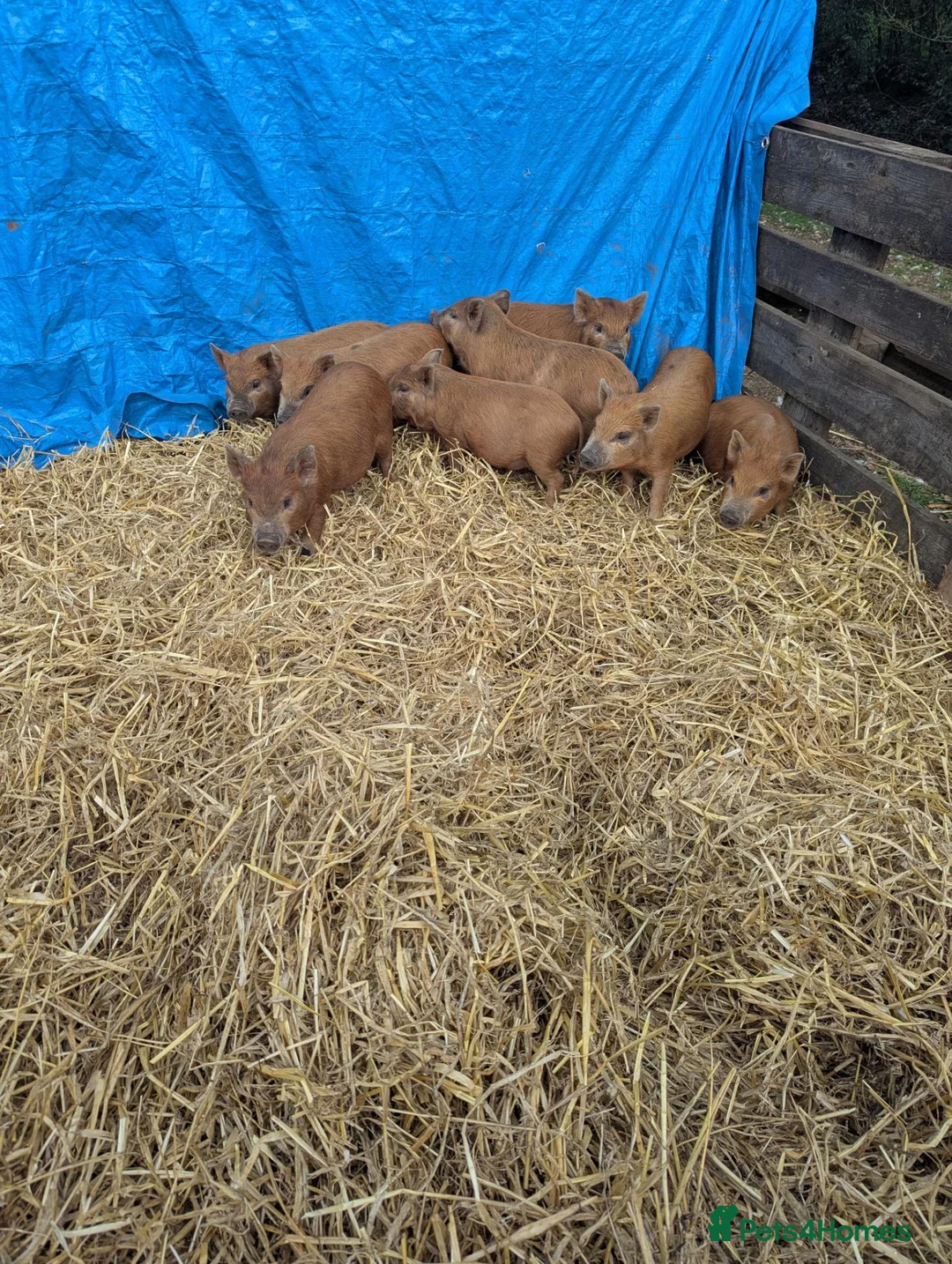 Pig livestock for sale: Juilana mini piglets  - Advert 2
