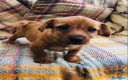 Norfolk Terrier dogs for sale: Stubleywood 3/4 Norfolk puppies - Image 15