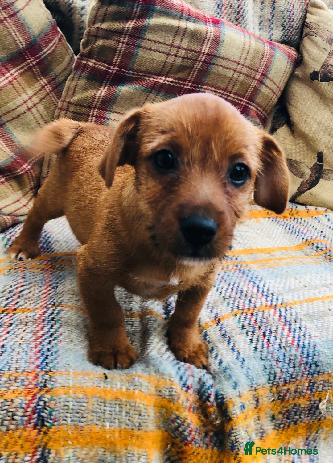 Norfolk Terrier dogs for sale: Stubleywood 3/4 Norfolk puppies - Image 15