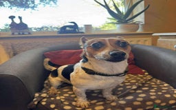 Jack Russell dogs for adoption: Bandit - Hingham Norfolk  - Advert 2
