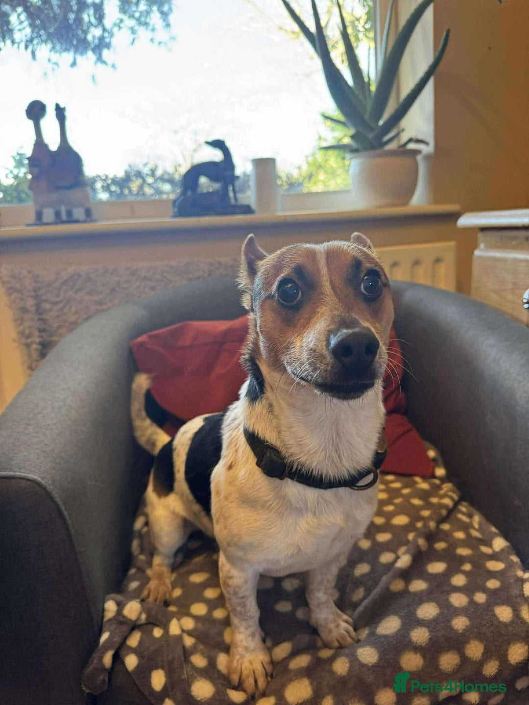 Jack Russell dogs for adoption: Bandit - Hingham Norfolk  - Advert 2