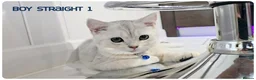 British Shorthair cats for sale: British Blue & Munchkin Kittens & Scottish Fold - Advert 27