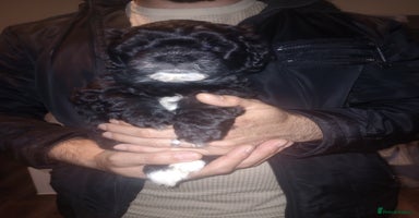 Shihpoo dogs - Advert 15