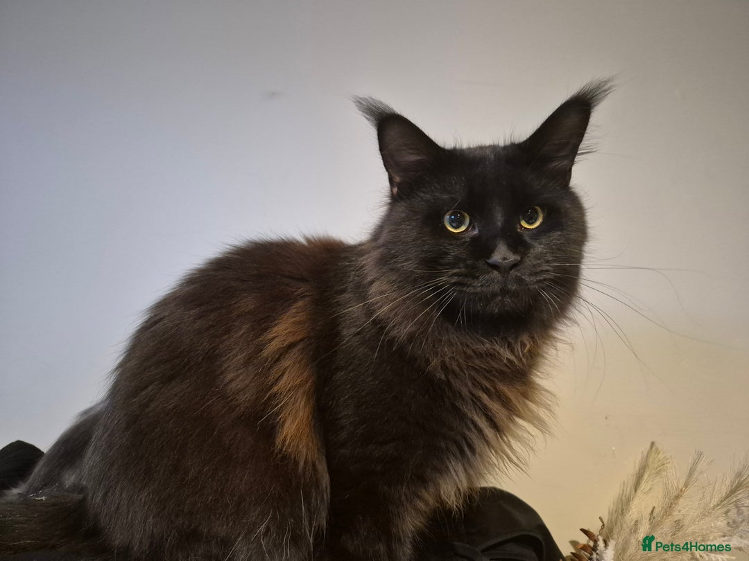 Maine Coon cats for sale: Black maine coon male  - Image 1