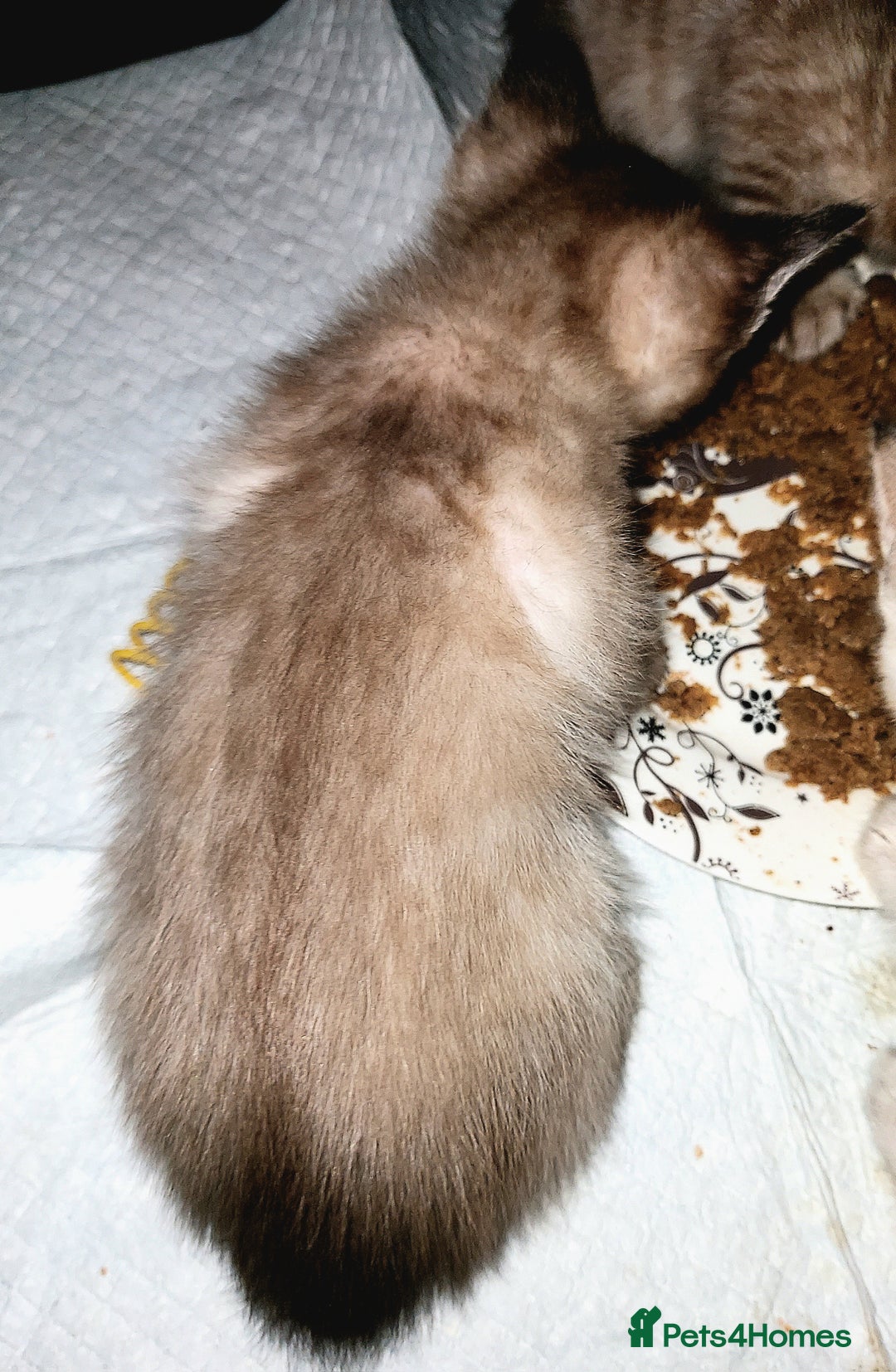 Bengal cats for sale: Snow Lynx Bengal Kittens - Advert 8