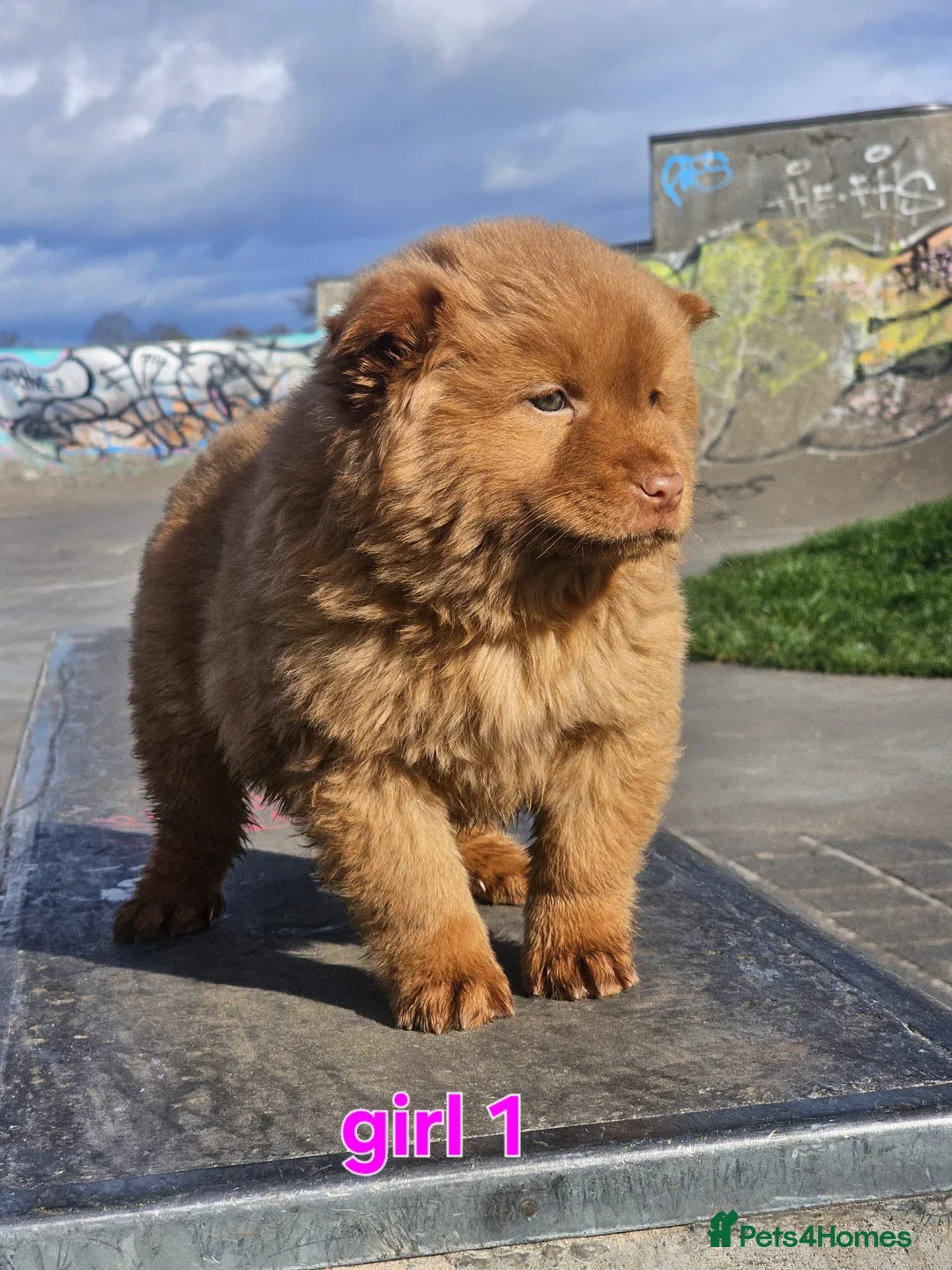 Chow Chow dogs for sale: Cantonese chow chow in Birmingham - Advert 7