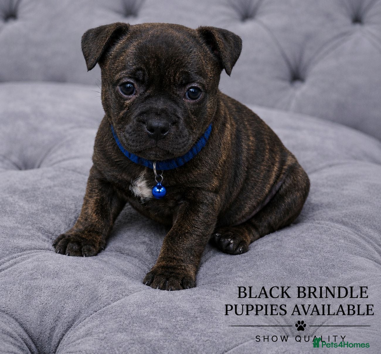 Staffordshire Bull Terrier dogs 🏆 Top Quality KC Staffy Puppies Available 🏆 - Advert 1