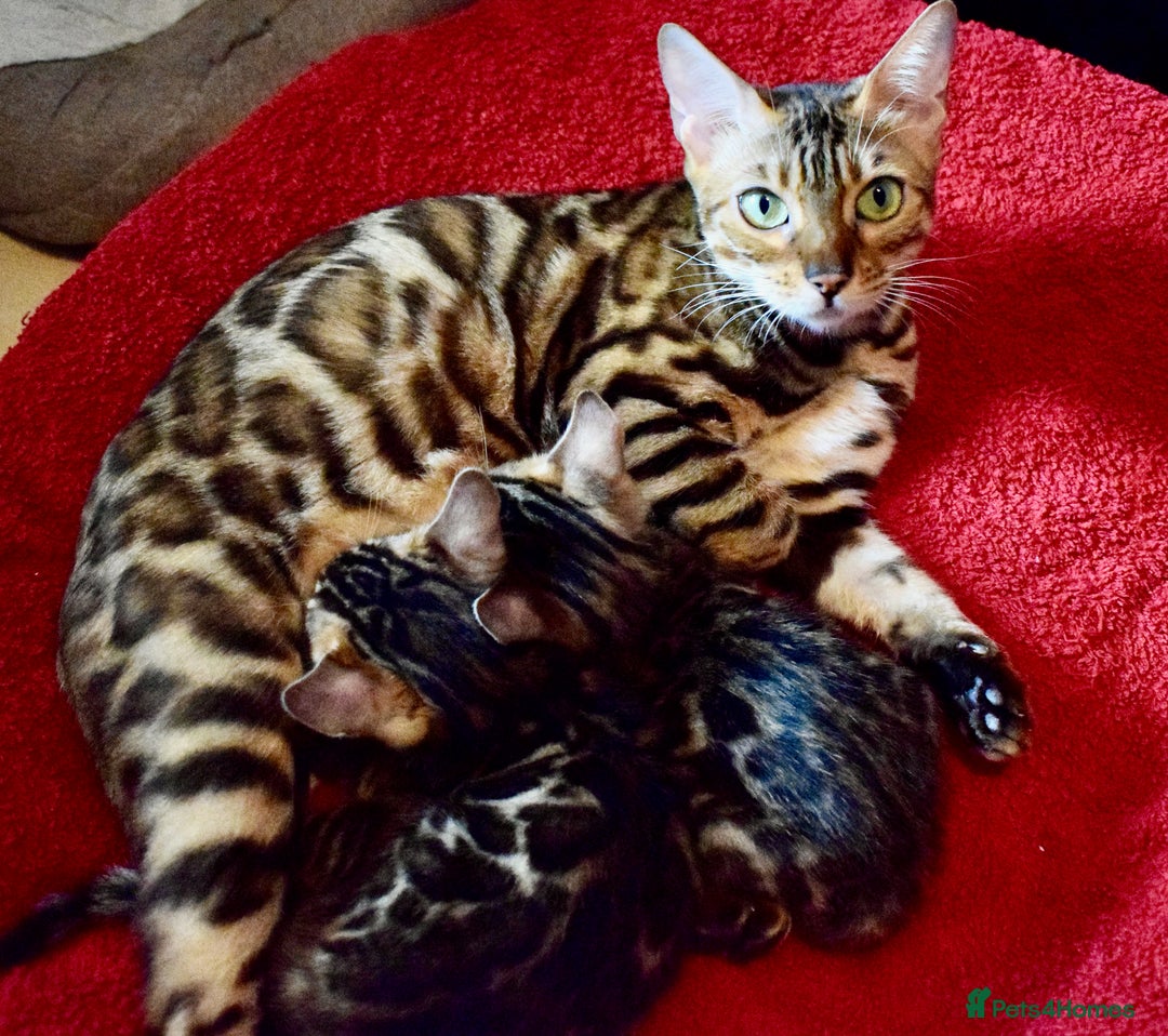 Bengal cats for sale: Beautiful Bengal kittens  - Image 6