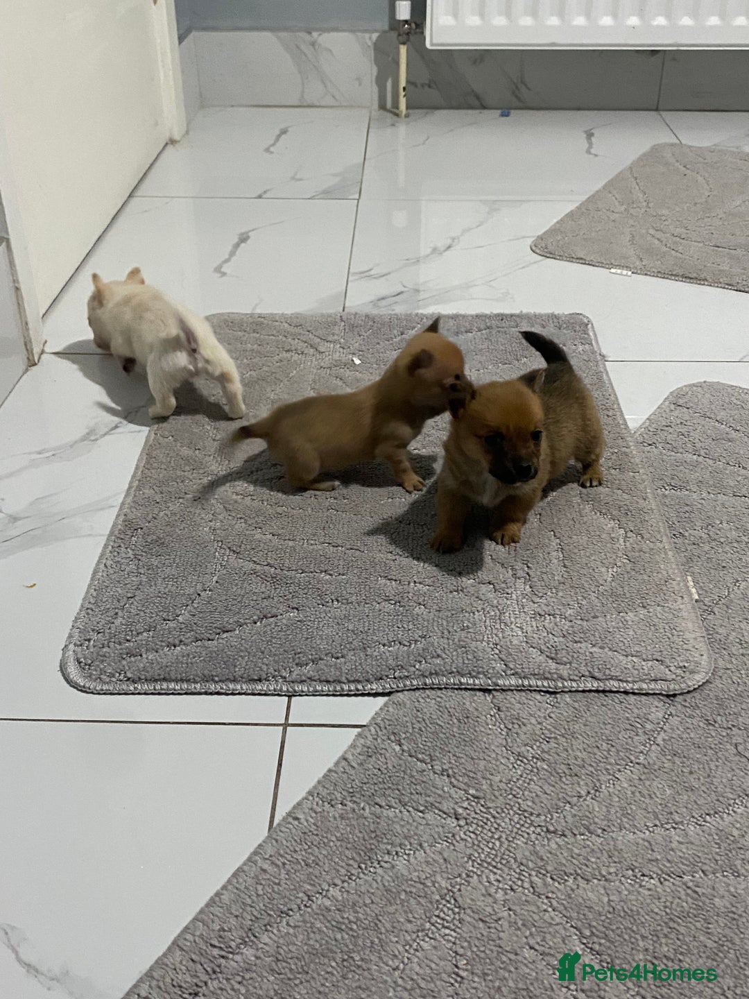 Chihuahua dogs for sale: 3 beautiful chihuahua puppies  - Advert 4