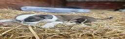 Lurcher dogs for sale: Stunning Kelpie lurchers  - Advert 17