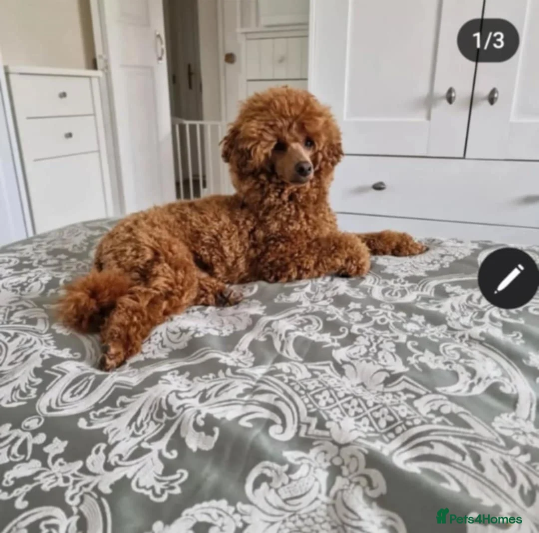 Toy Poodle dogs for stud: RUSSIAN RED TOY POODLE FOR STUD in Morpeth - Advert 10