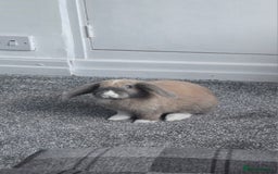 Rex rabbits for sale: Rosie ♡ in Bolton - Image 2