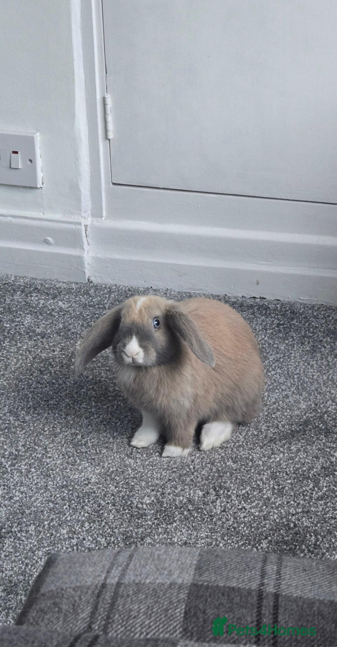 Rex rabbits for sale: Rosie ♡ in Bolton - Image 2