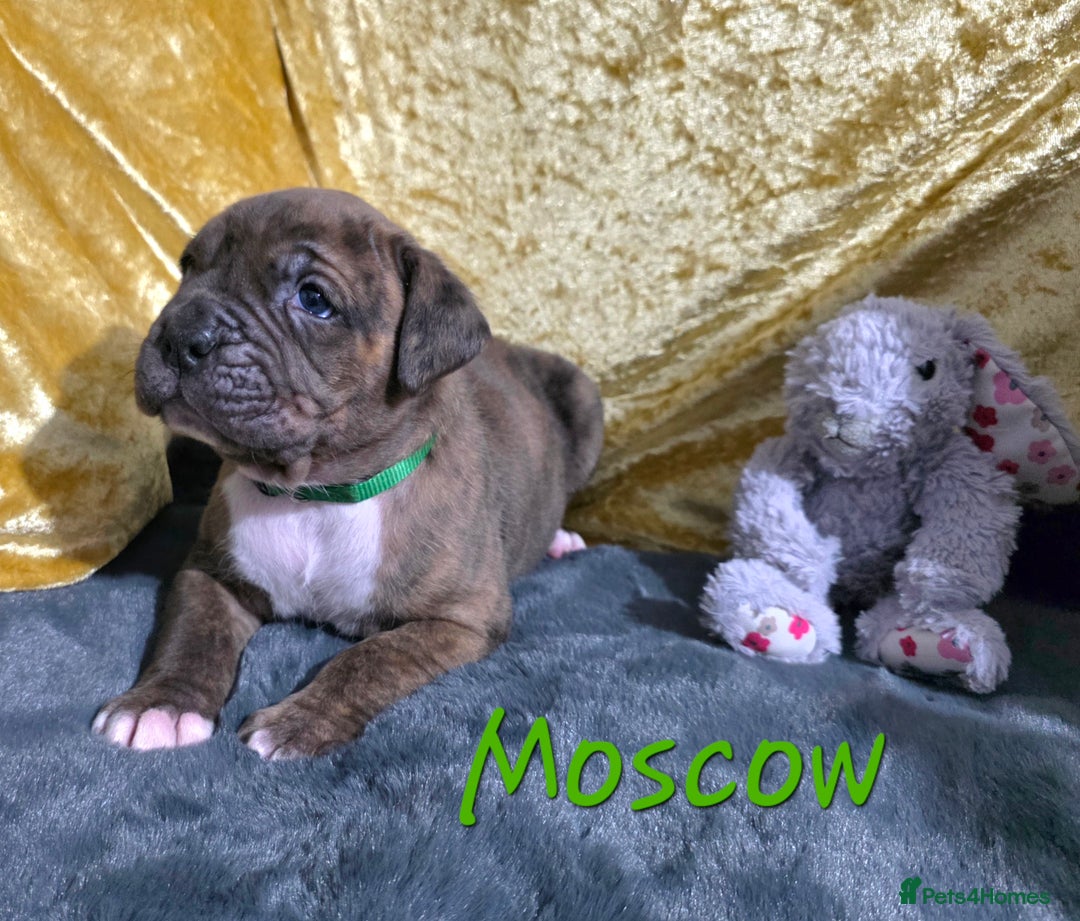 Boxer dogs for sale: Very unusual & Rare Boxer cross - Advert 28