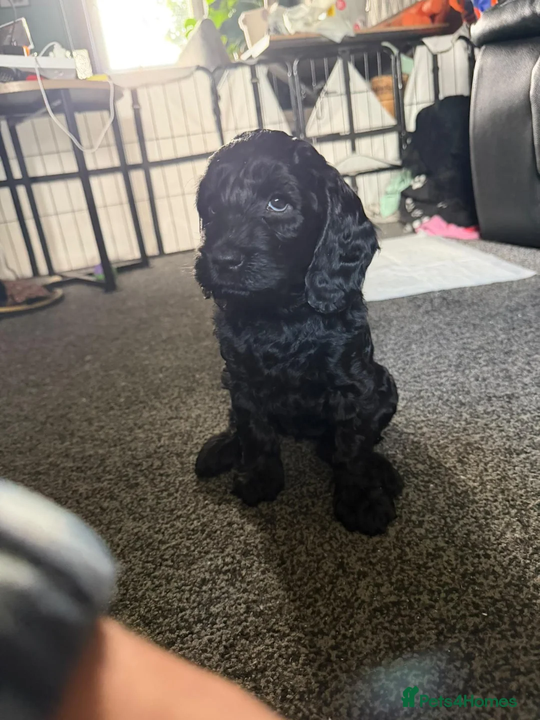 Cockapoo dogs for sale: F2 Cockapoo Puppies - Advert 2