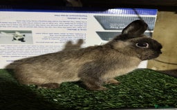 Netherland Dwarf rabbits for sale: Pure breed Netherlands Dwarf  - Advert 2