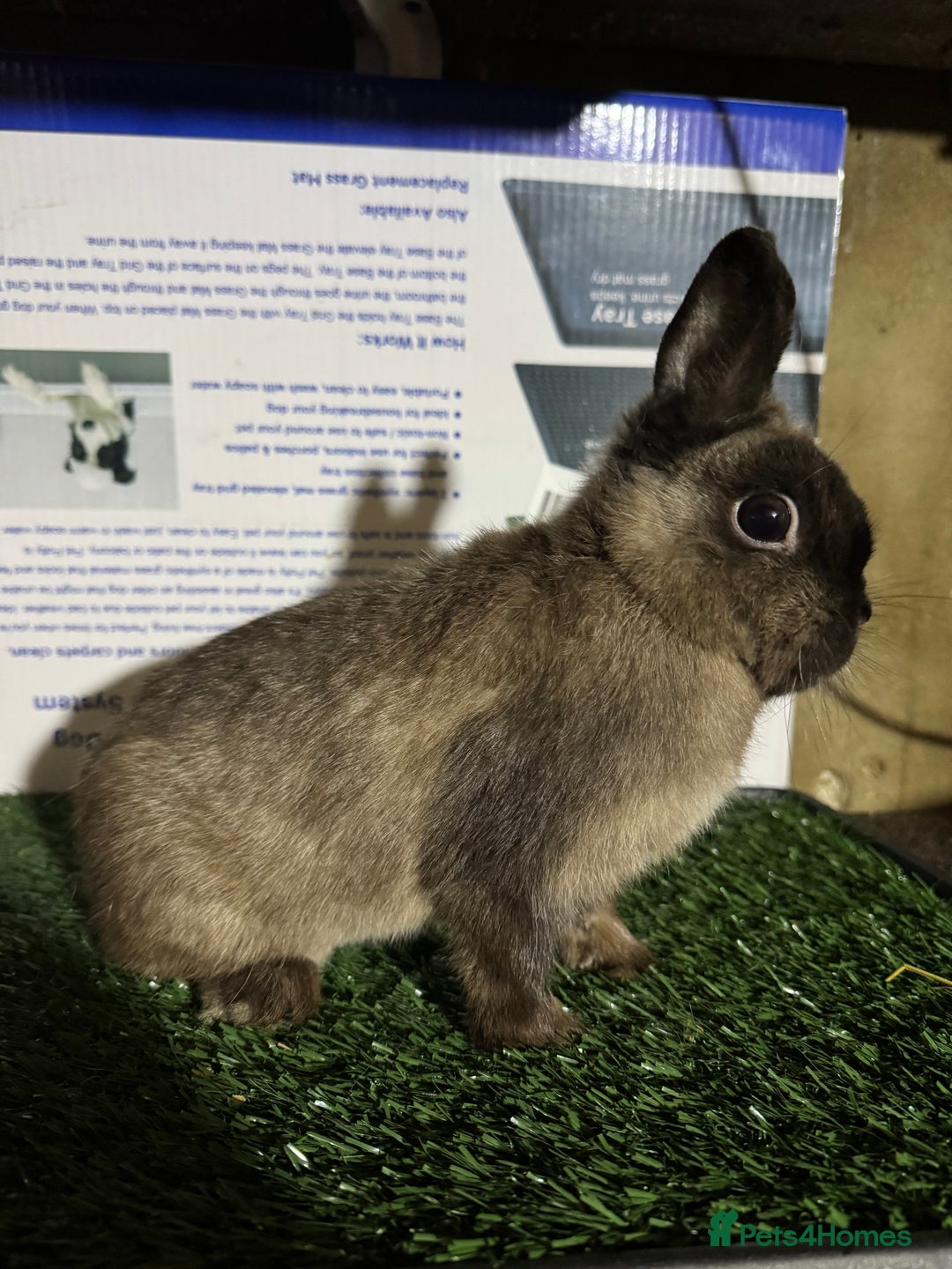 Netherland Dwarf rabbits for sale: Pure breed Netherlands Dwarf  - Advert 2