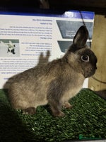 Netherland Dwarf rabbits Pure breed Netherlands Dwarf - Advert 2