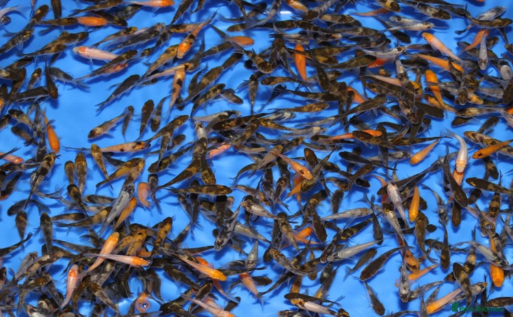 Koi Carp fish - Advert 3