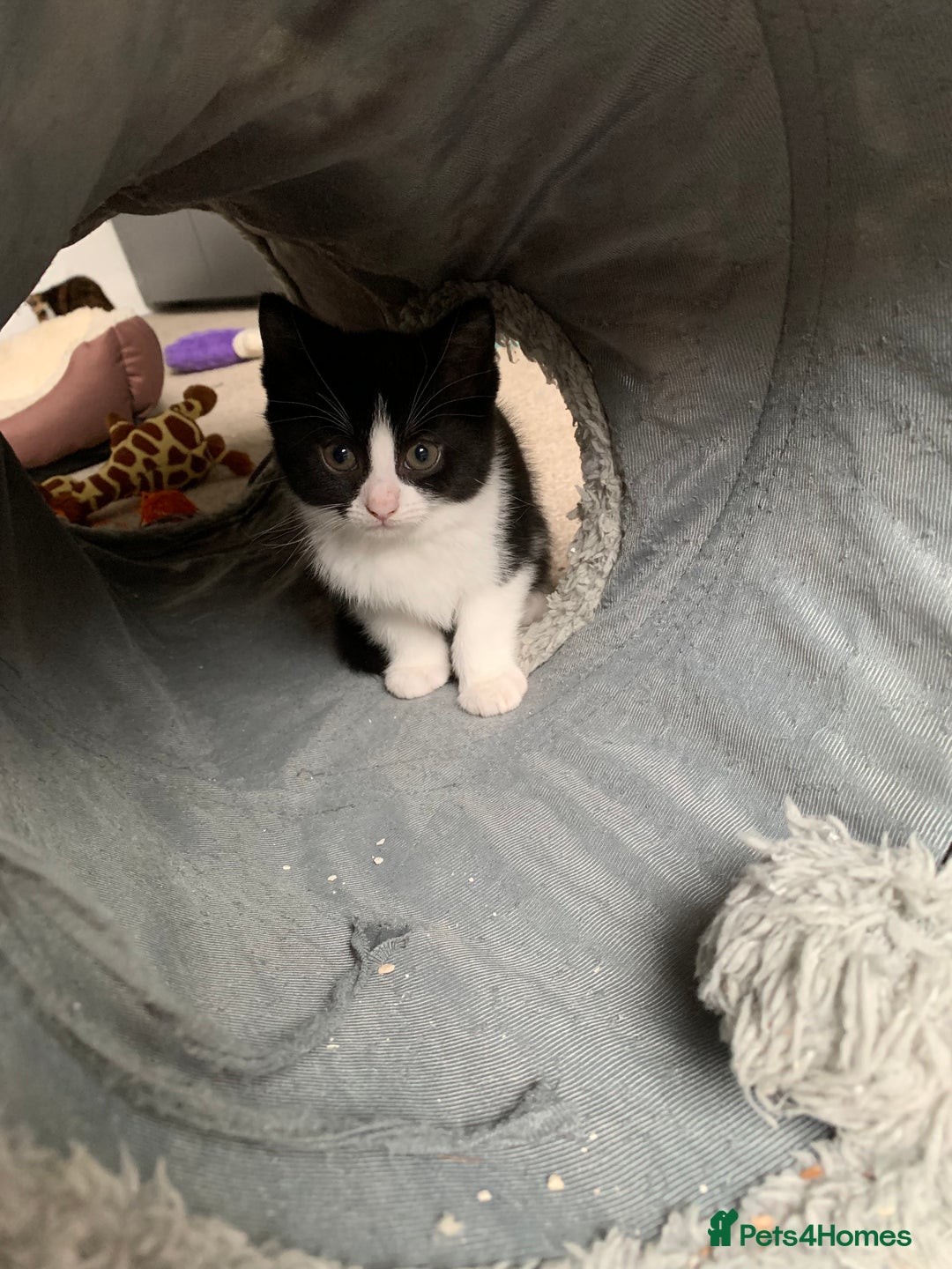 British Shorthair cats for sale: Three kittens ready for new home - Image 3