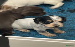 Cocker Spaniel dogs for sale: READY FOR NEW HOMES CAN LEAVE homes health tested  - Image 7