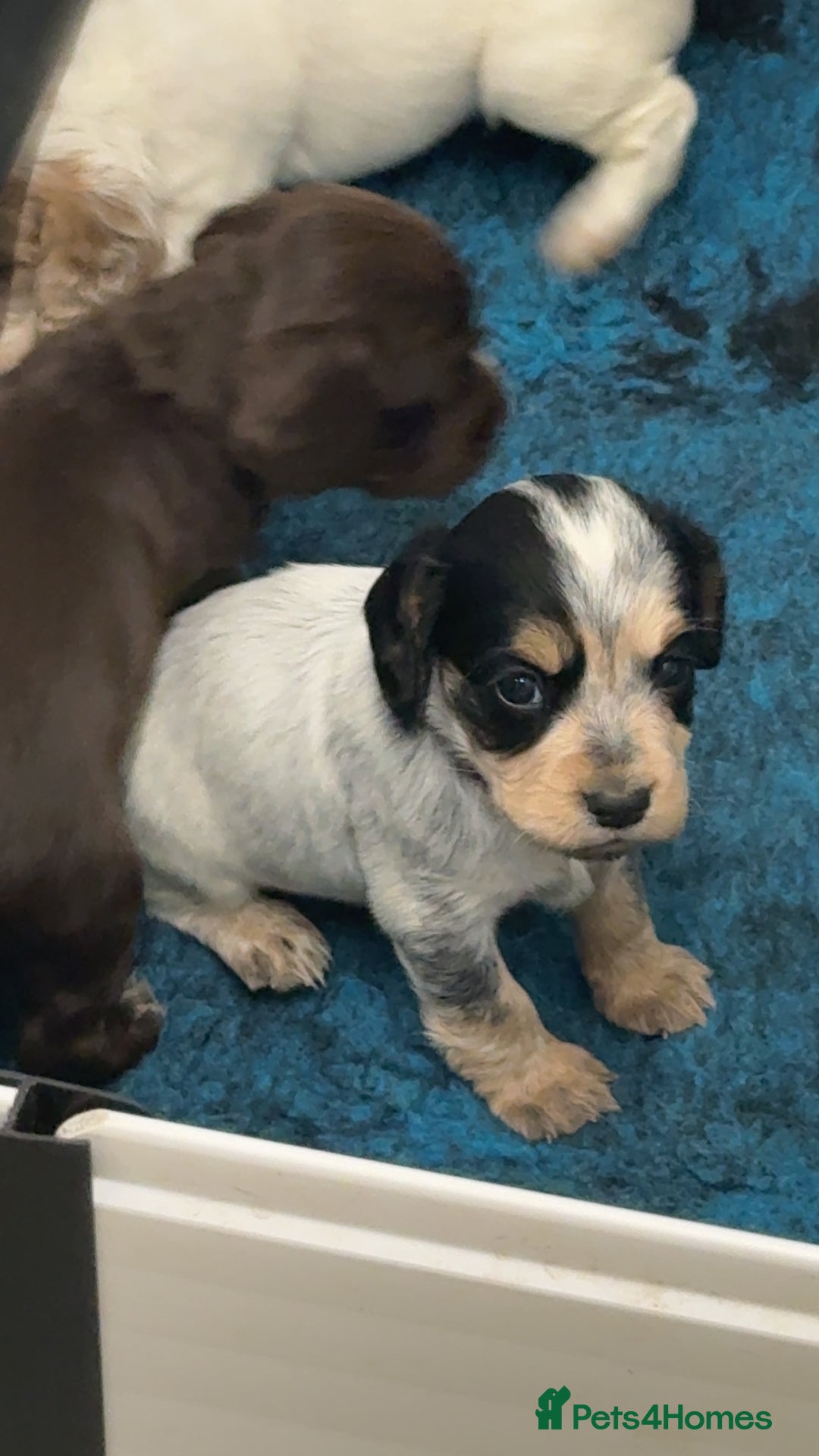 Cocker Spaniel dogs for sale: READY FOR NEW HOMES CAN LEAVE homes health tested  - Image 7