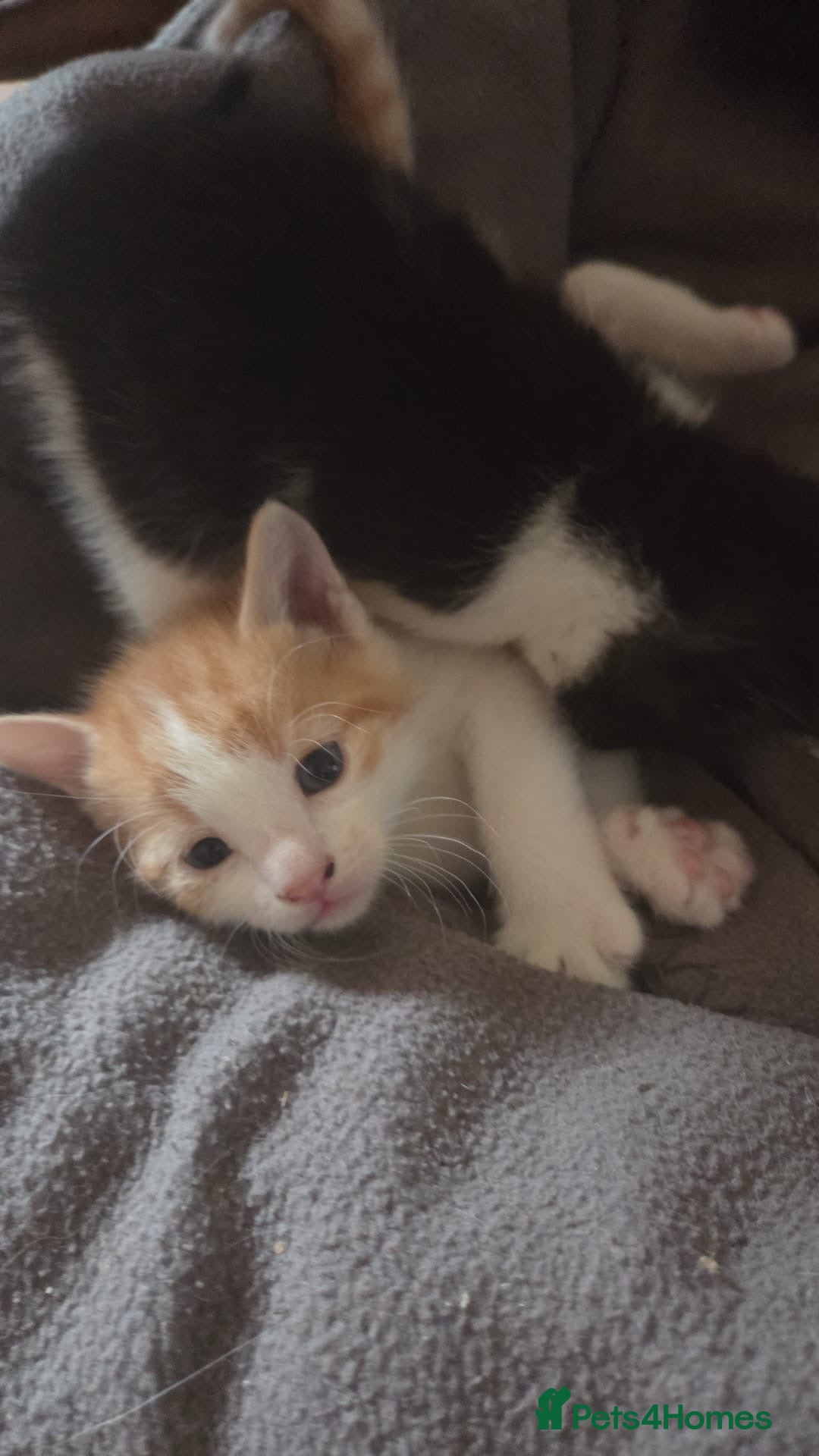 Mixed Breed cats Kittens Manchester Prices £40-£180 - Advert 2