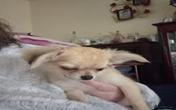 Chihuahua dogs for sale: Long haired chihuahua  - Image 15