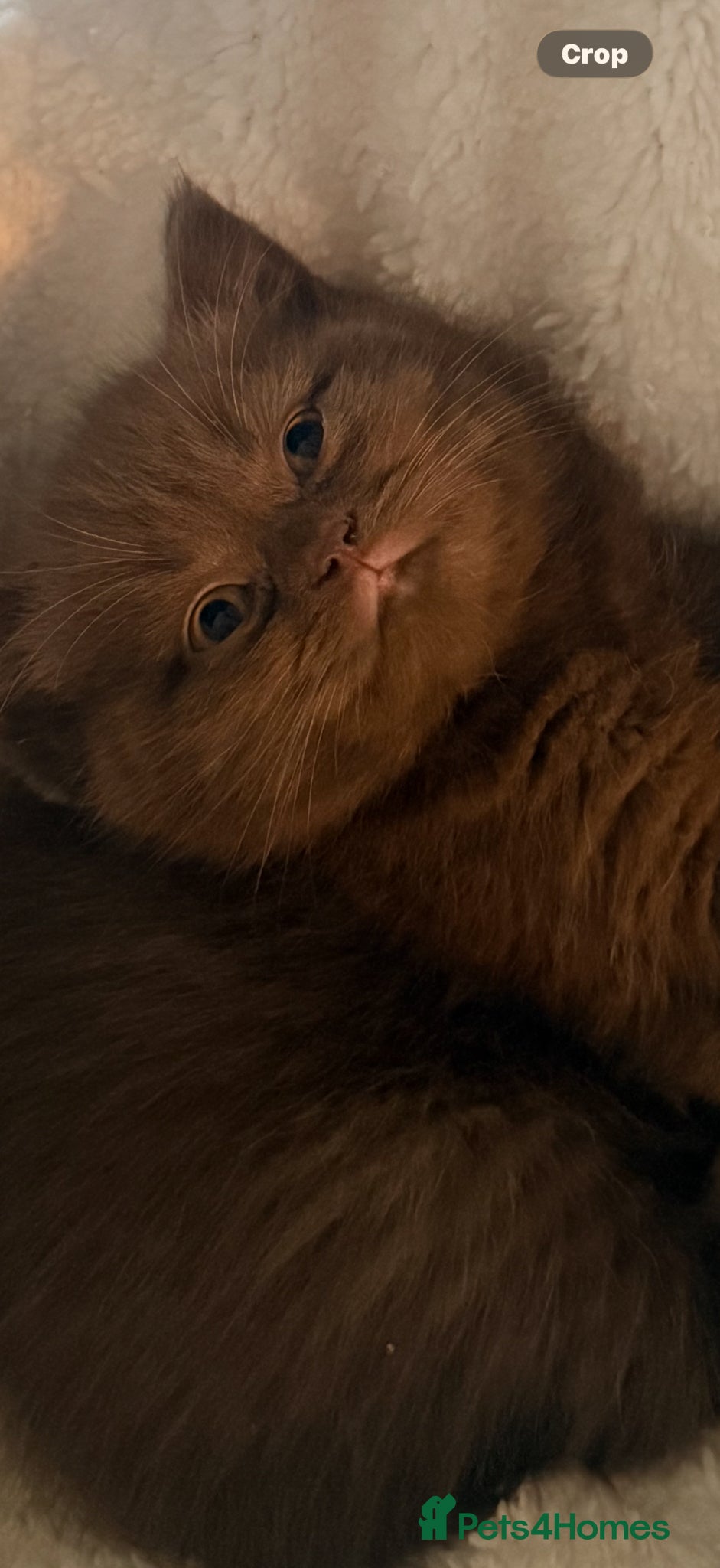 British Shorthair cats British Shorthair Teddy Bears 😻😻😻😻😻 - Advert 10