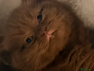 British Shorthair cats British Shorthair Teddy Bears 😻😻😻😻😻 - Advert 10
