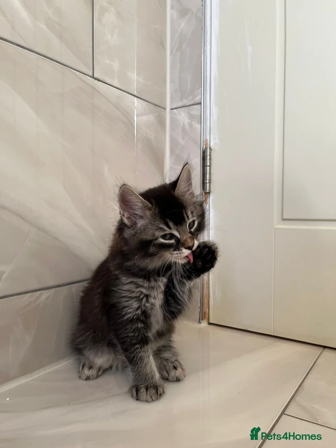 Mixed Breed cats for sale: 3 Female Kittens left from litter of 6  - Advert 2