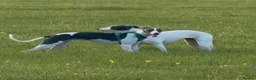 Whippet dogs for sale: Whippet boy  - Advert 4