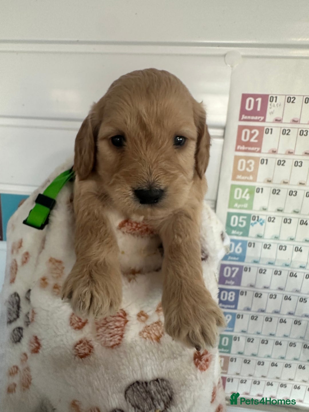 Cockapoo dogs for sale: Chunky f1  4 cockapoo puppies ready 30th December  - Advert 4