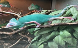 Chameleon reptiles for sale: Yemen Chameleon Babies, Normals & Pieds - Image 6