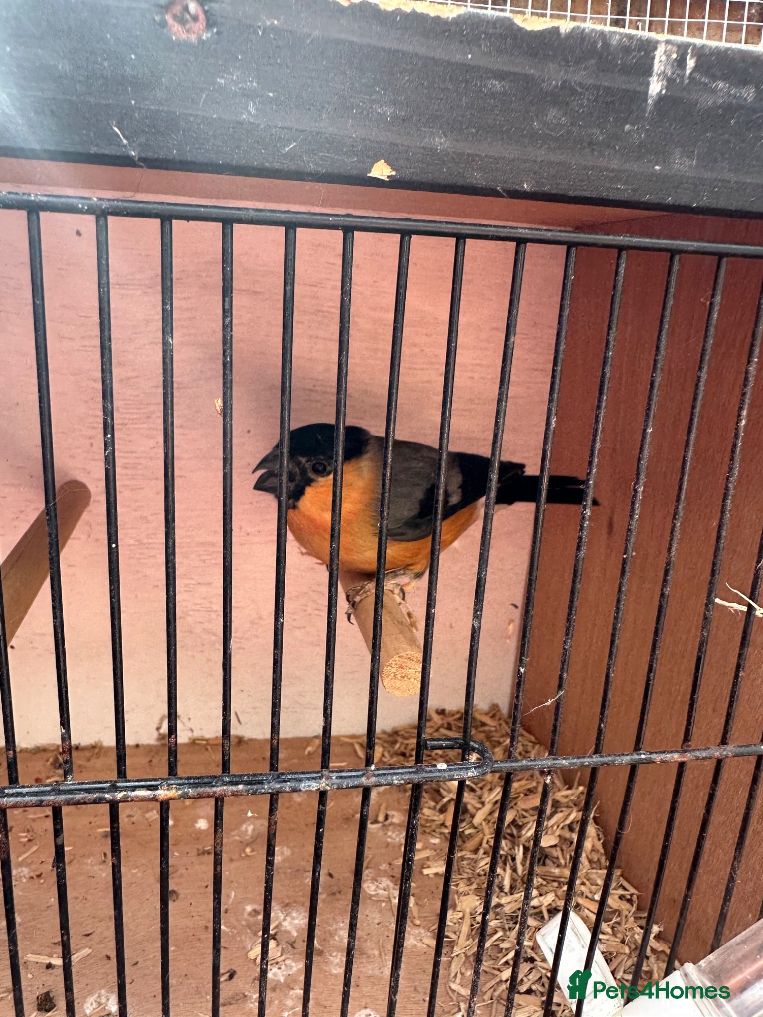 Finches birds Serbian bull finch - Advert 1