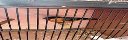 Finches birds for sale: Serbian bull finch in Liverpool - Advert 1