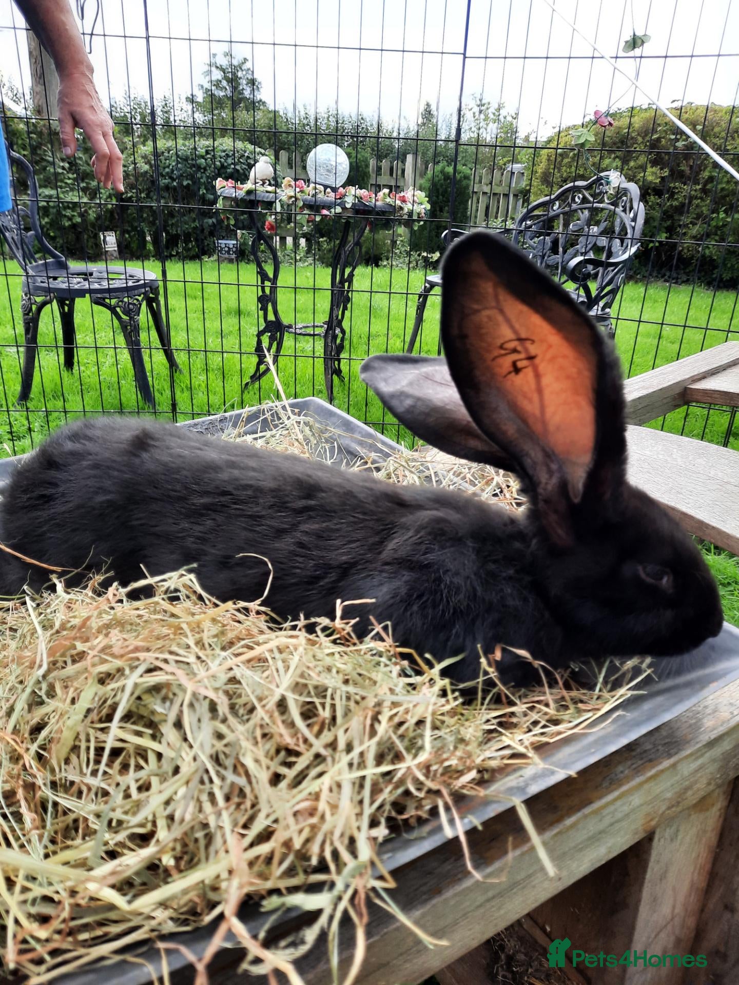Continental Giant rabbits Beautiful Pure Giant Continentals Babies - Advert 2