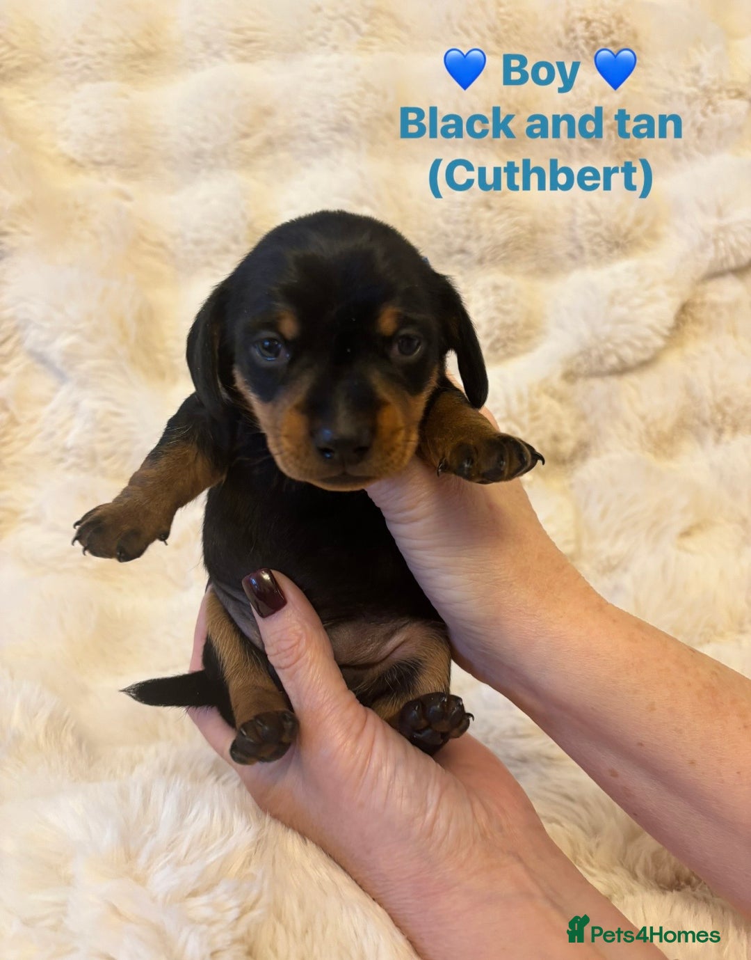 Miniature Dachshund dogs for sale: 🥇KC Registered Miniature Dachshunds Champion Line - Advert 37